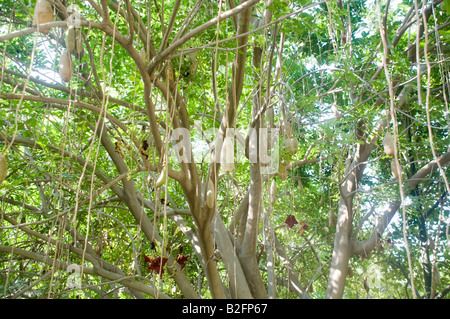 Die Wurst Baum Kigelia pinnata Stockfoto
