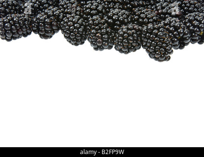 Rubas Obst Brombeere Brombeere Kratzbeere schwarze Beeren Boysenbeerensaft Marionberry Körbchen Rispe frisch Platz für Text-layout Stockfoto