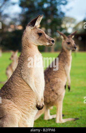 Graue Kängurus Stockfoto