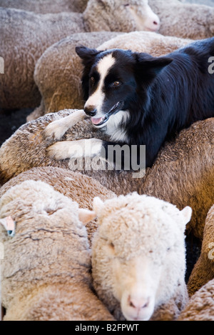 Ein Schäferhund (Kelpie) sitzt auf der Rückseite von Schafen in einem Hotel in der Nähe von Brisbane, Queensland, Australien Stockfoto