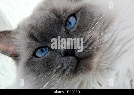 Lager erschossen einer Ragdoll Katze spielen im Garten Stockfoto