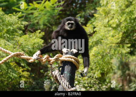 Lar Gibbon Hylobates Lar auch bekannt als die weiße übergab Gibbon Stockfoto