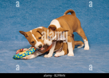 zwei Basenji-Welpen - mit Spielzeug Stockfoto