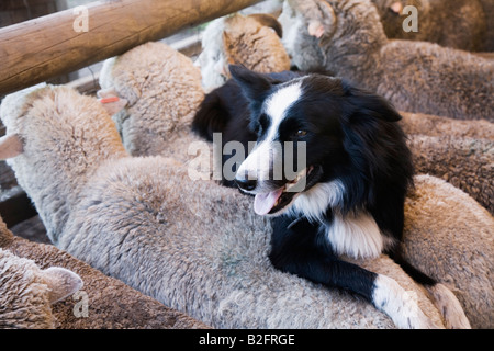 Australischer Schäferhund Stockfoto