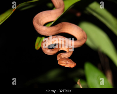 Ein Annulated Boa in Costa Rica Stockfoto