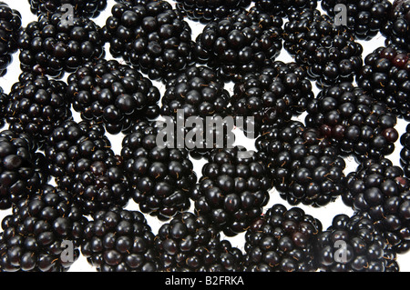 Rubas Obst Brombeere Brombeere Kratzbeere schwarze Beeren Boysenbeerensaft Marionberry frisch auf weißem Hintergrund Stockfoto