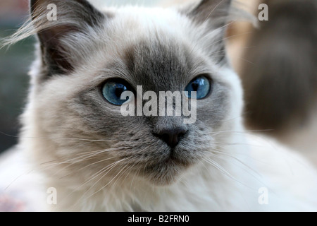 Lager erschossen einer Ragdoll Katze spielen im Garten Stockfoto