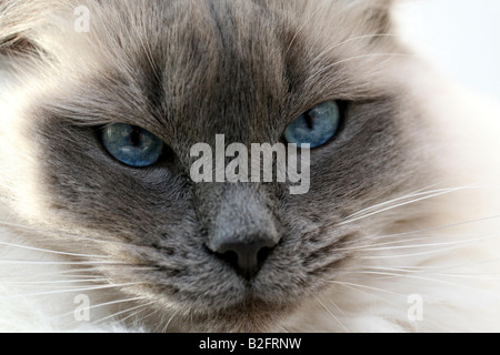 Lager erschossen einer Ragdoll Katze spielen im Garten Stockfoto