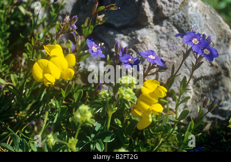 Vogel's – Foot Trefoil und Felsen Ehrenpreis Stockfoto