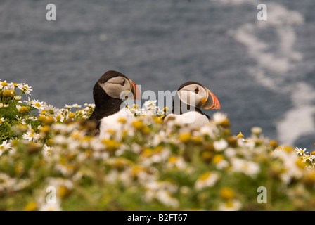 Papageientaucher (Fratercula Arctica) ruhen unter dem Meer Mayweed auf den grasbewachsenen Hängen des Skomer Island Pembrokeshire Stockfoto