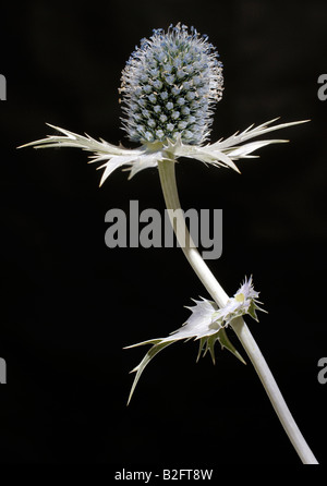 Eine Studio hautnah ein Eryngium Giganteum, 'Miss Willmott Ghost', Blüte und Stiel. Stockfoto