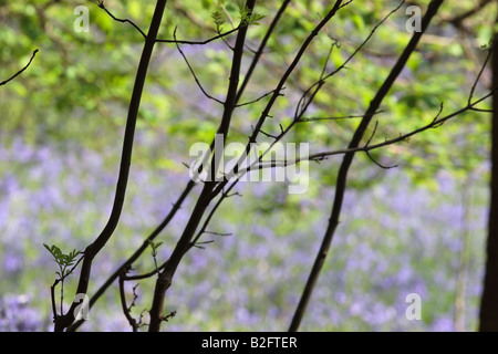 Woodland-Szene von Ash Setzlingen Silhouette vor dem Hintergrund der Glockenblumen in Menstrie Wood. Stockfoto