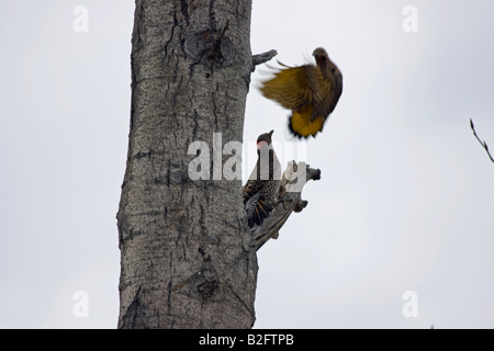 Rot Shafted Northern Flicker, Colaptes Auratus, nördlichen British Columbia Kanada Stockfoto