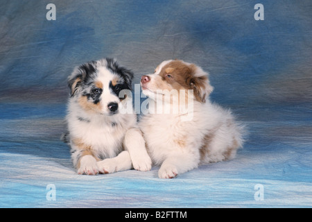 zwei australian Shepherd Welpen - liegend Stockfoto