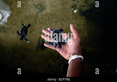 Eine junge grüne Schildkröte haben eine Schildkrötenaufzucht auf der Südküste Sri Lankas geschlüpft waren. Stockfoto