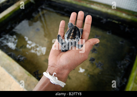 Eine junge grüne Schildkröte haben eine Schildkrötenaufzucht auf der Südküste Sri Lankas geschlüpft waren. Stockfoto