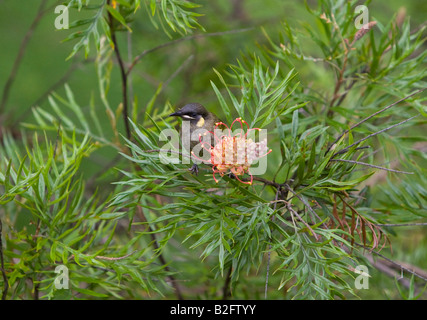 Lewins Honigfresser, Meliphaga lewinii Stockfoto