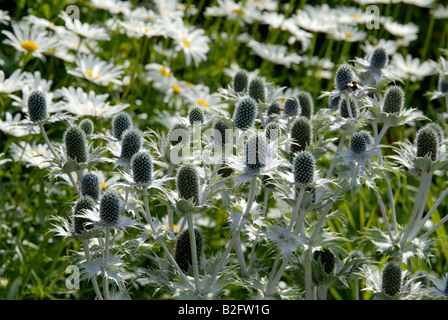 Ein Büschel von Eryngium Giganteum, 'Miss Willmott Ghost', Pflanzen in einem englischen Garten im Sommer. Stockfoto