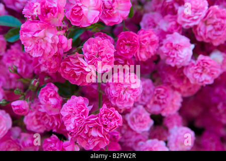 Hübsche rosa Rosenbusch in Blüte Mitte Devon England Stockfoto