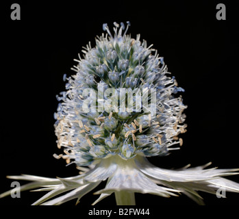 Eine Studio hautnah von einem Eryngium Giganteum, 'Miss Willmott Ghost', Blüte. Stockfoto