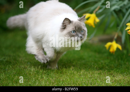 Lager erschossen einer Ragdoll Katze spielen im Garten Stockfoto