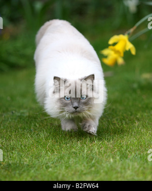 Lager erschossen einer Ragdoll Katze spielen im Garten Stockfoto