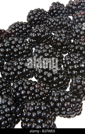 Rubas Obst Brombeere Brombeere Kratzbeere schwarze Beeren Boysenbeerensaft Marionberry frisch auf weißem Hintergrund Stockfoto