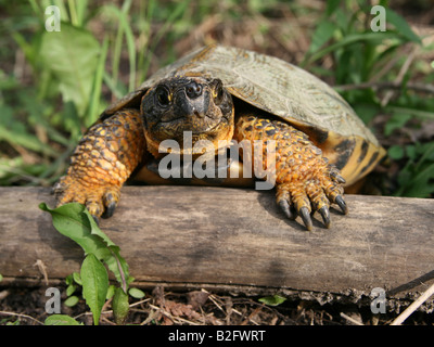 Holz Schildkröte (Glyptemys Insculpta) in Ontario, Kanada Stockfoto