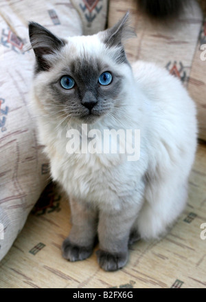 Lager erschossen einer Ragdoll Katze spielen im Garten Stockfoto