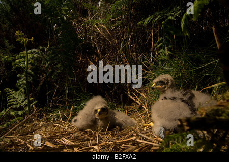 Kornweihe, Circus Cyaneus, (junge) Küken im Nest, etwa 18 (achtzehn) Tage alt Stockfoto