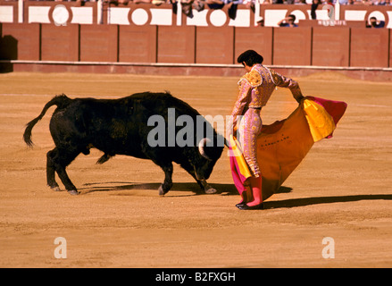 Matador mit Umhang zeichne Bull nach vorne beim Stierkampf in malaga Stockfoto