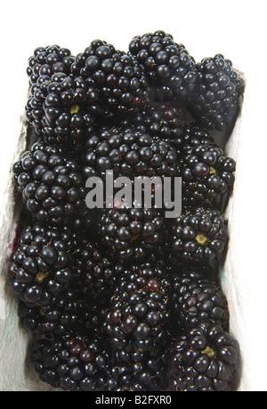 Rubas Obst Brombeere Brombeere Kratzbeere schwarze Beeren Boysenbeerensaft Marionberry frisch auf weißem Hintergrund Stockfoto