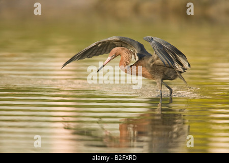 Rötliche Silberreiher (Egretta saniert) mit Flügel, um Angeln zu erleichtern Stockfoto