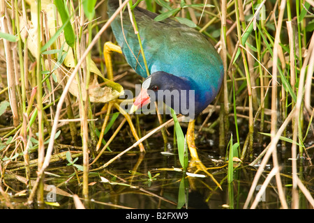 Lila Gallinule (Porphyrula Martinica) Stockfoto