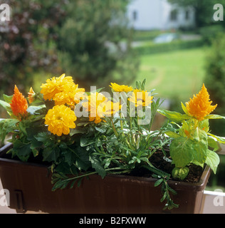 Blumentopf mit verschiedenen Blumen Stockfoto