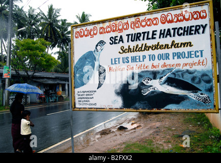 Eine Schildkrötenaufzucht auf der Südküste Sri Lankas. Stockfoto