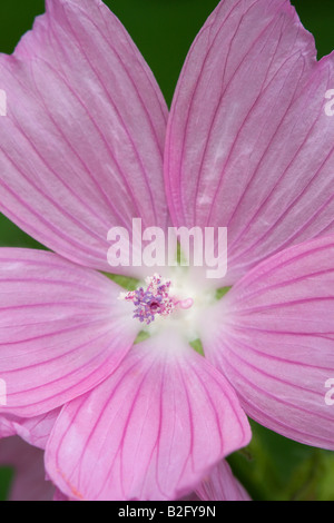 Moschusmalve Malva Moschata Nahaufnahme einer einzelnen Blume Stockfoto