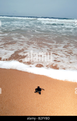 Junge grüne Meeresschildkröten an einem Strand, die aus den Eiern in eine Schildkrötenaufzucht auf der Südküste Sri Lankas ausgebrütet wurde freigegeben. Stockfoto