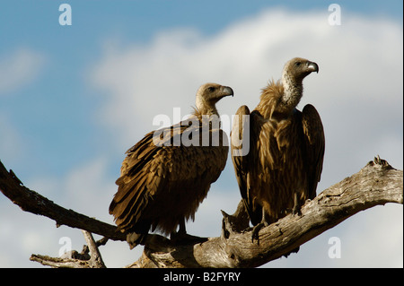 Rest der Geier auf einem Ast Stockfoto