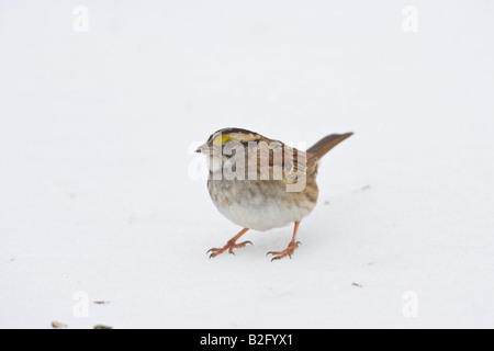 Weiße-throated Spatz (Zonotrichia Albicollis) auf Nahrungssuche im Schnee Stockfoto