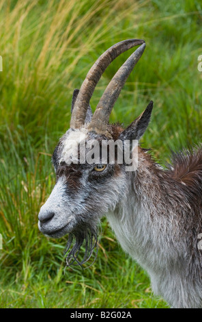 VERWILDERTE ZIEGEN CAPRA HIRCUS Stockfoto