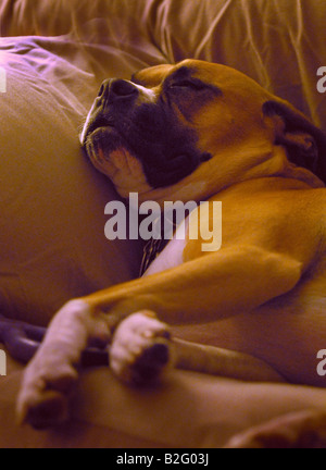 Ein Mischling Boxer American Bulldog schlafen. Stockfoto