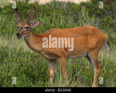 Ein junger Bock auf versunkene Wald, einem dicht bewaldeten Gebiet des Fire Island National Seashore in New York Stockfoto