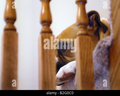 Eine gemischte Rasse American Bulldog Boxer Verlegung auf Teppichboden Treppen Stockfoto