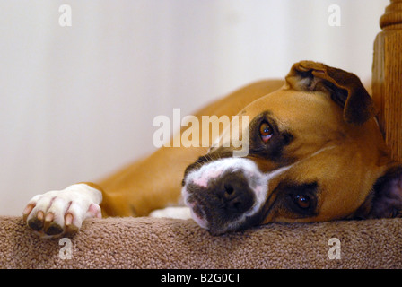 Eine gemischte Rasse American Bulldog Boxer Verlegung auf Teppichboden Treppen. Stockfoto