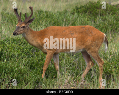 Ein junger Bock auf versunkene Wald, einem dicht bewaldeten Gebiet des Fire Island National Seashore in New York Stockfoto