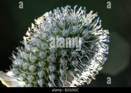 Eine Studio hautnah von einem Eryngium Giganteum, 'Miss Willmott Ghost', Blüte. Stockfoto