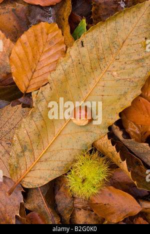 Makro Nahaufnahme Kompositionen von Herbstlaub in herrlichen Farben machen große moderne Kunst Bilder in Cumbria, England Stockfoto