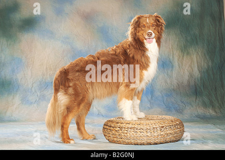 Australian Shepherd - stehend Stockfoto