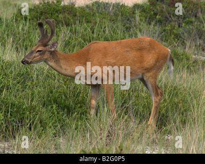 Ein junger Bock auf versunkene Wald, einem dicht bewaldeten Gebiet des Fire Island National Seashore in New York Stockfoto